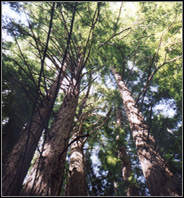 Wood — spring